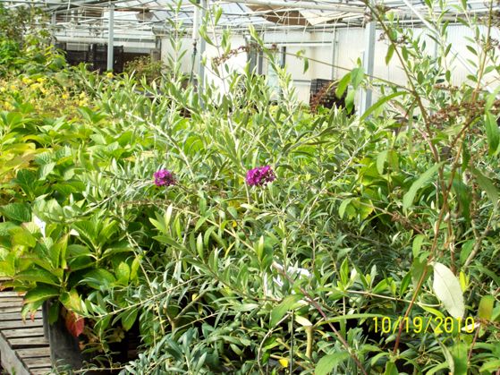 Read the full article Butterfly Bushes