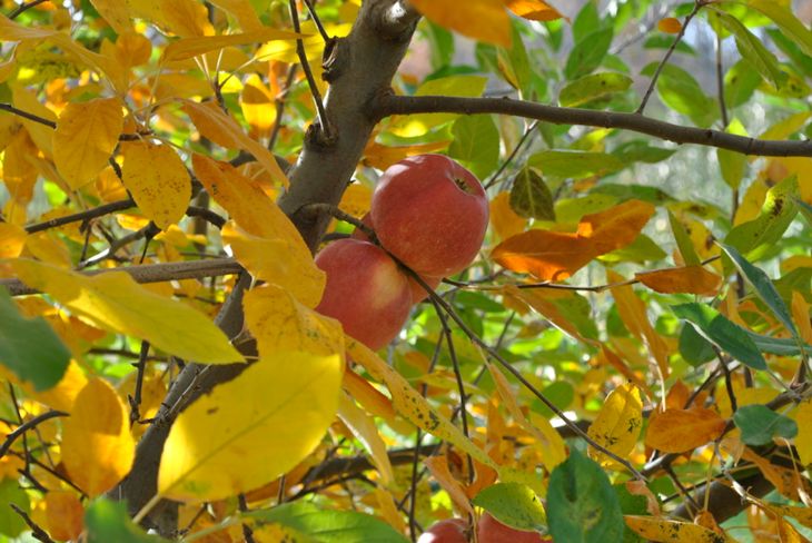 Apple Fall Foliage