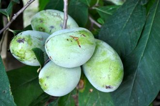 Pawpaws