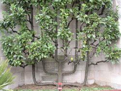 espalier fruit tree