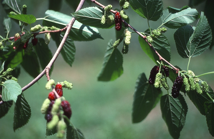 Mulberries on the Tree