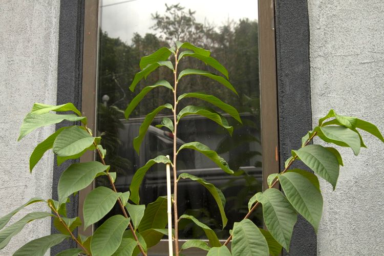 leafy pawpaw tree 