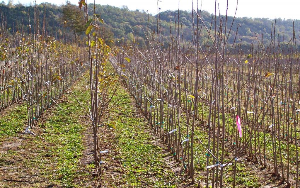 Rows of Stark Bro's Trees Rows of Stark Bro's Trees