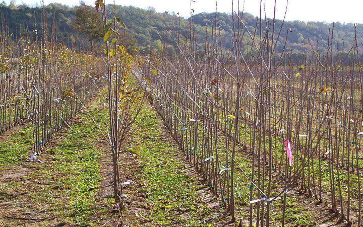 Densely planted orchard