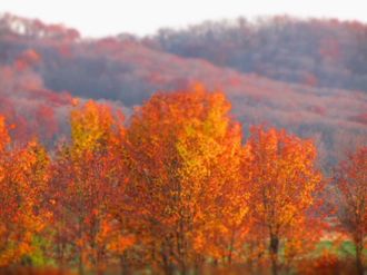 Fall foliage