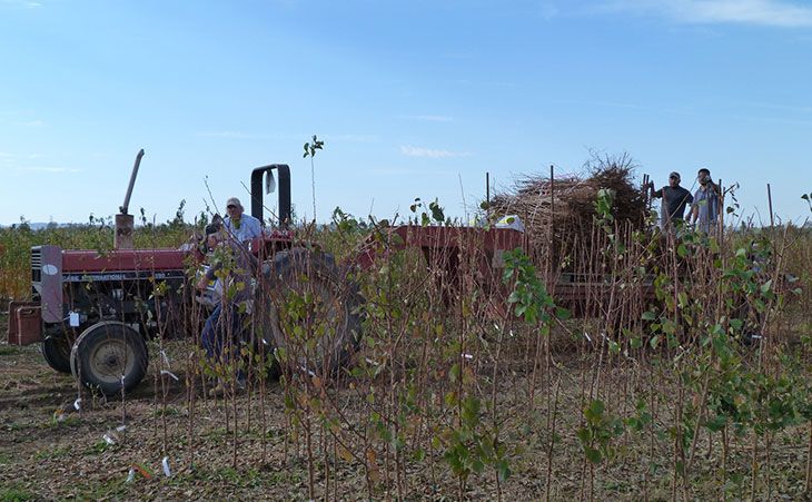 Harvesting trees