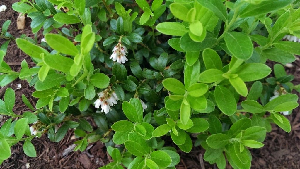 Lingonberry Plant Blooming