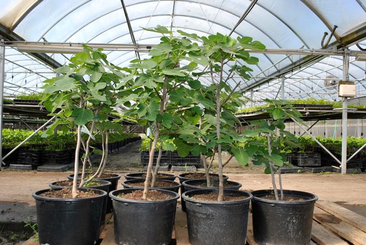 Potted Fig Trees