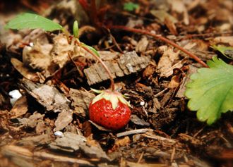 single strawberry growing