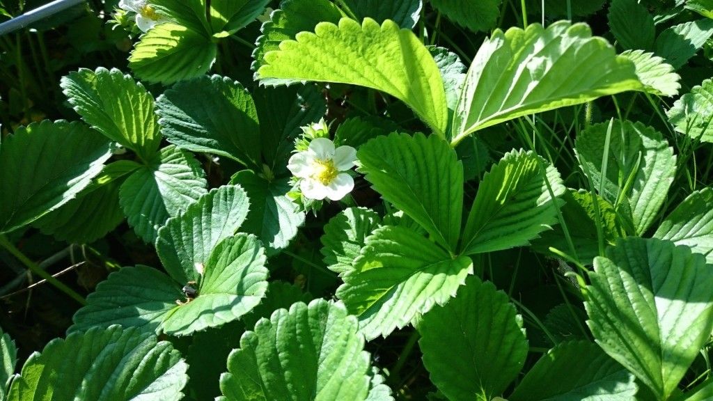 blooming strawberry plants