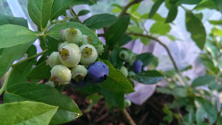 Blueberries