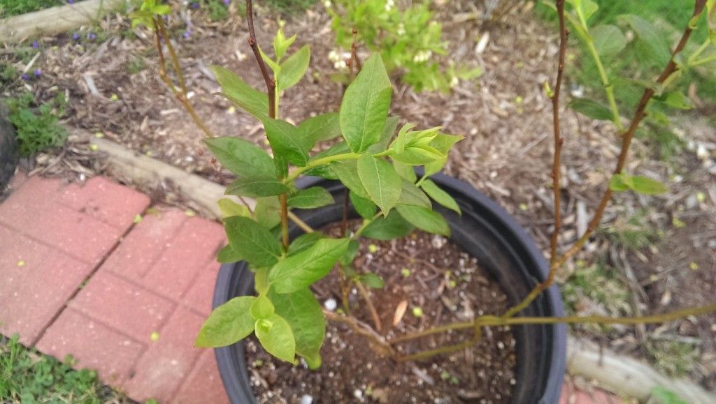 Blueberry Plant in Container
