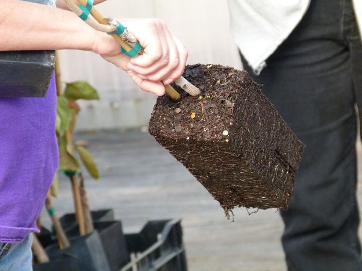 EZ Start® Potted Tree Roots