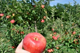 Fresh-Picked Apple