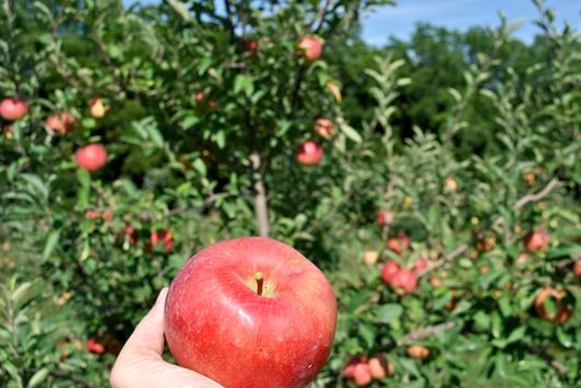 5 Honeycrisp Apple Seeds Fruit Tree Organic USA Nongmo Homegrown Easy  edible