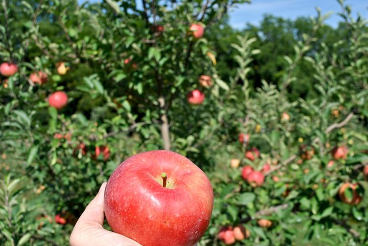 Fresh-Picked Apple