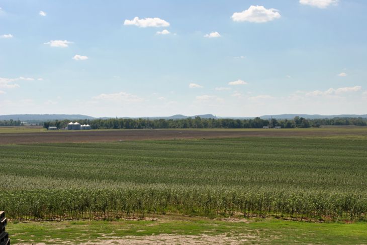 A large farm field of trees