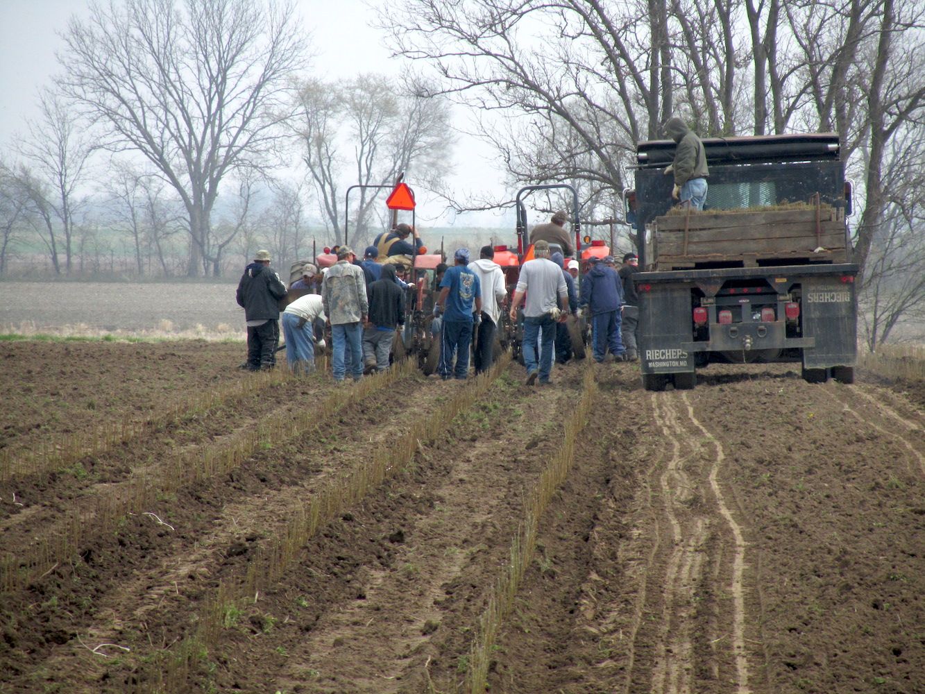 A group of people harvesting trees