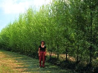 Row of willow trees with Lady in Red Pants (some say she's a legend)
