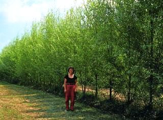 Windbreak Privacy Fence of Hybrid Willow Trees Row of willow trees with Lady in Red Pants (some say she's a legend)