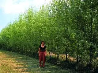 Windbreak Privacy Fence of Hybrid Willow Trees Row of willow trees with Lady in Red Pants (some say she's a legend)