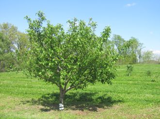 Apple Tree Semi-Dwarf