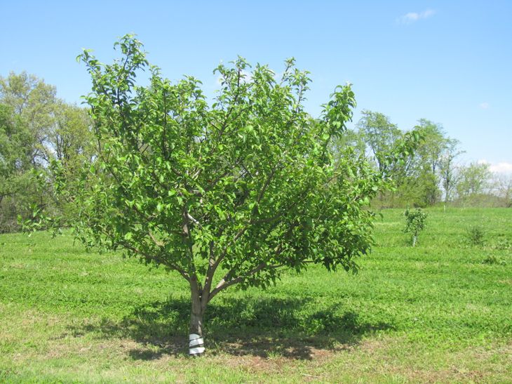 Apple Tree Semi-Dwarf