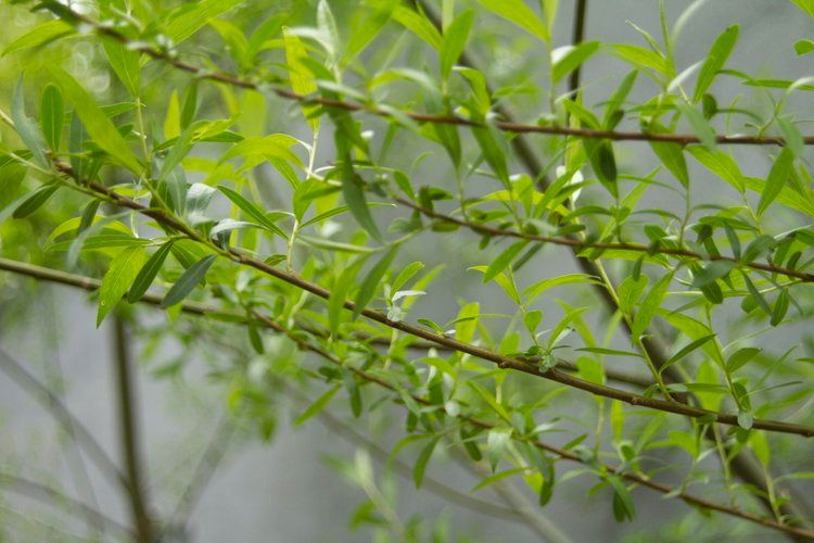 Close up of Willow branches