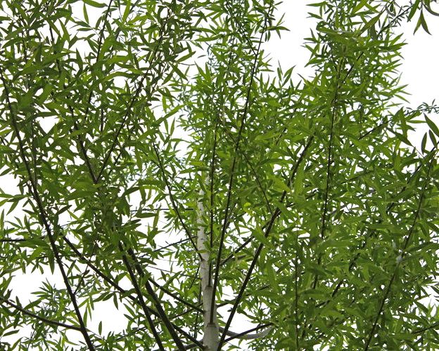 Keys to the Willow Tree: Cultivation, Uses & Varieties