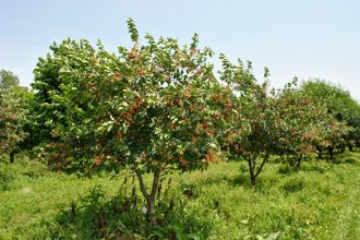 Pie Cherry Tree Needs Weeding