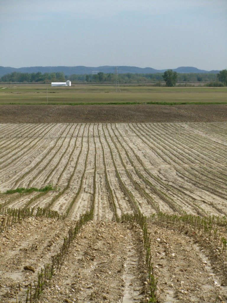 Photo of trees growing in a field