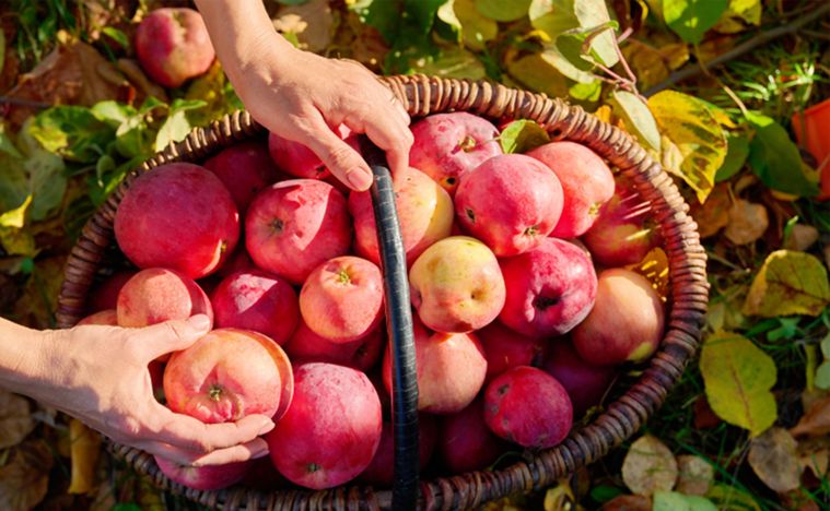 Read the full article Harvest basket full of apples