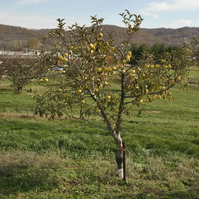 dwarf-candycrisp-apple Young Candy Crisp Apple Tree growing