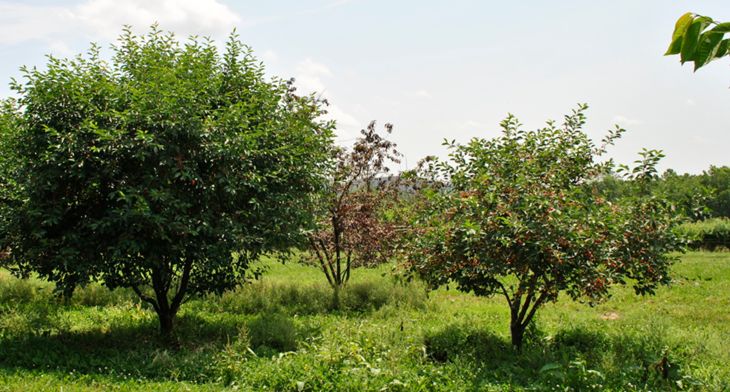 Semi-Dwarf Cherry Tree vs Dwarf Cherry Tree