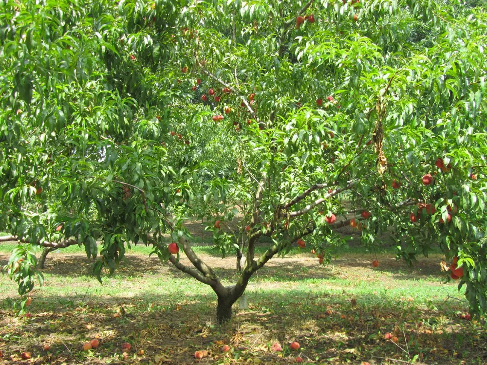 Standard Peach Tree Fruit tree