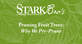 "Why we pre prune"