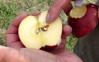 Apples core, pointing to center