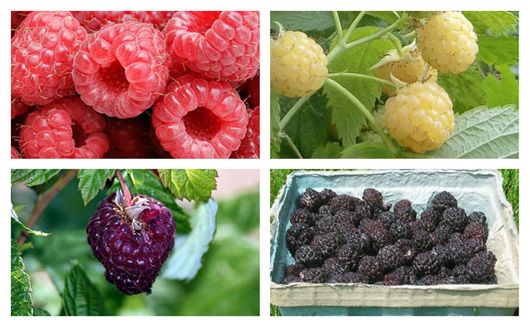 Berry Collage 