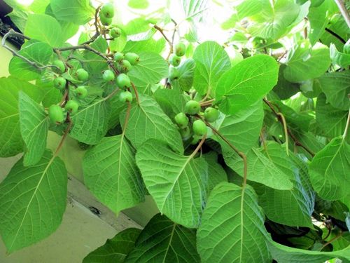 How to Grow a Kiwi - Grow Organic