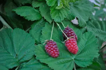 Ripe Loganberries