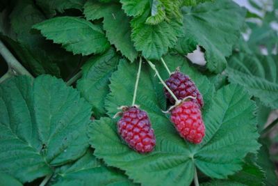 Read the full article Ripe Loganberries