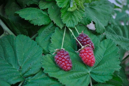 Ripe Loganberries