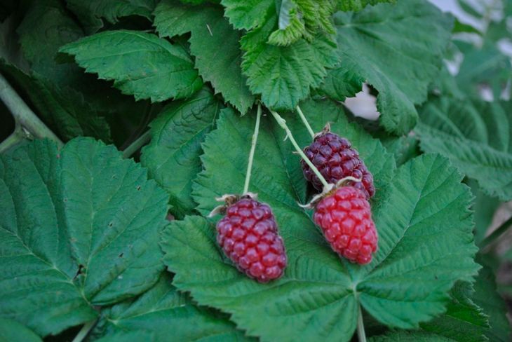 Ripe Loganberries