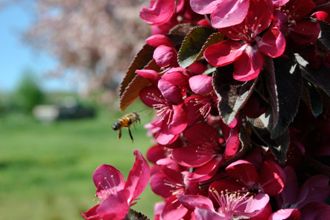 Crabapple & Bee