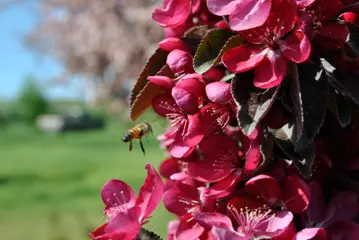 Crabapple & Bee