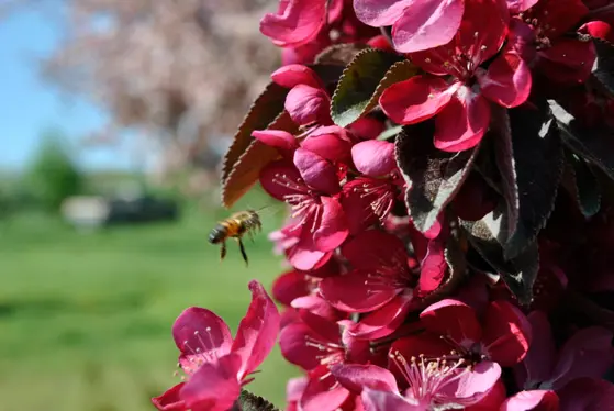Crabapple & Bee