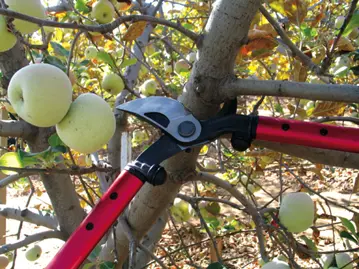 Pruning in the orchard