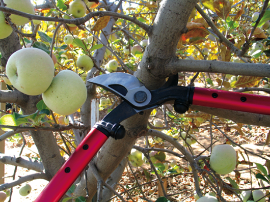 Pruning in the orchard