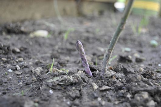 Image of Purple Passion Asparagus Spear Growing
