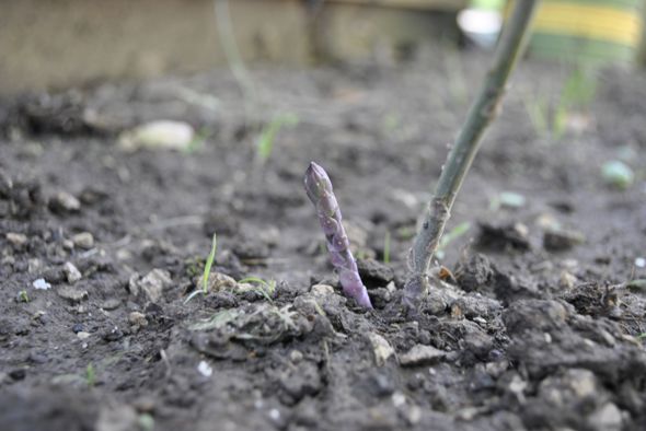 Read the full article Image of Purple Passion Asparagus Spear Growing